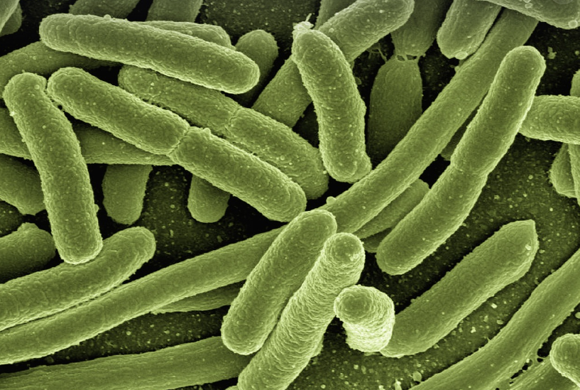 bacterias para biogas